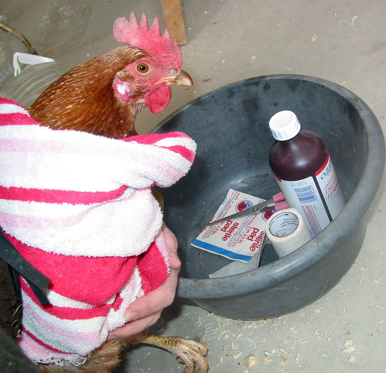 What Does a Chicken Coop Need in Case of Emergency Backyard Poultry